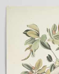 After Hover: John James Audubon - Pelikan am Baum