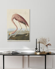 After Hover: John James Audubon - Flamingo am Wasser I