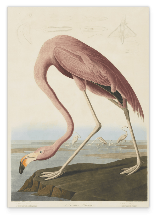 John James Audubon - Flamingo am Wasser I