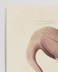 After Hover: John James Audubon - Flamingo am Wasser I