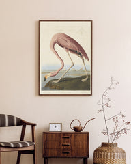 After Hover: John James Audubon - Flamingo am Wasser I