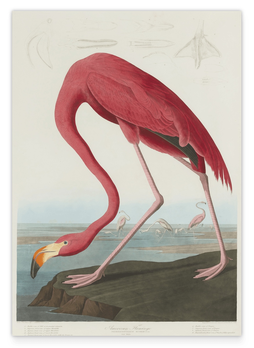 John James Audubon - Flamingo am Wasser II
