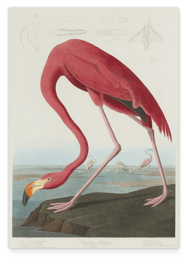 John James Audubon - Flamingo am Wasser II