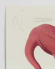 After Hover: John James Audubon - Flamingo am Wasser II