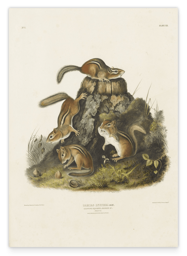 John James Audubon - Streifenhörnchen am Baumstamm