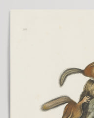 After Hover: John James Audubon - Streifenhörnchen am Baumstamm