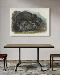 After Hover: John James Audubon - Zwei Schwarzbären