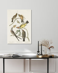 After Hover: John James Audubon - Vögel auf Nahrungssuche