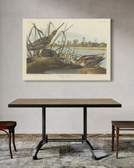 After Hover: John James Audubon - Enten am Teich