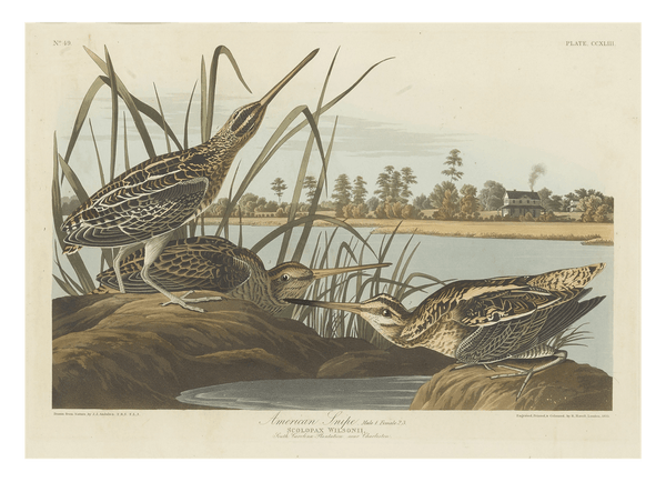 John James Audubon - Enten am Teich
