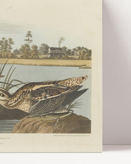 After Hover: John James Audubon - Enten am Teich