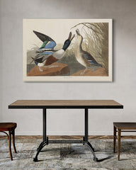After Hover: John James Audubon - Zwei Enten im Gefecht