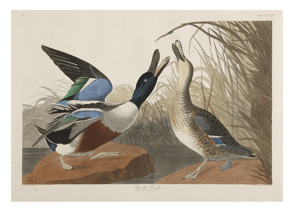 John James Audubon - Zwei Enten im Gefecht