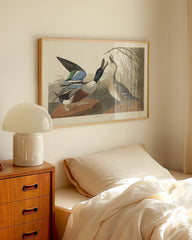 After Hover: John James Audubon - Zwei Enten im Gefecht