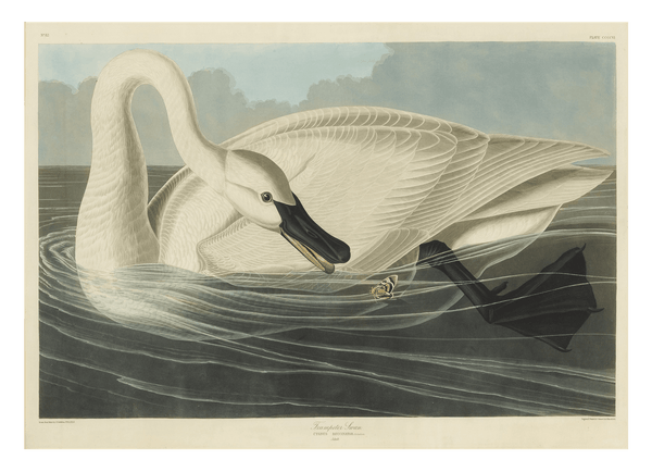 John James Audubon - Schwan auf Insektenjagd