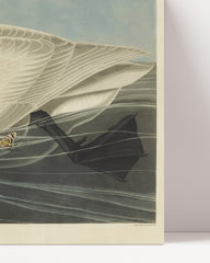 After Hover: John James Audubon - Schwan auf Insektenjagd