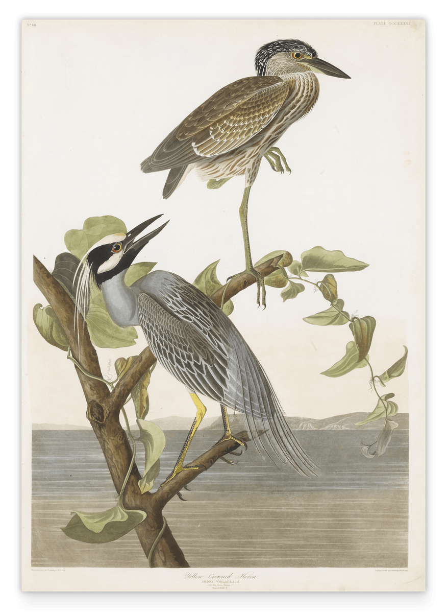 John James Audubon - Zwei Vögel auf einem Ast