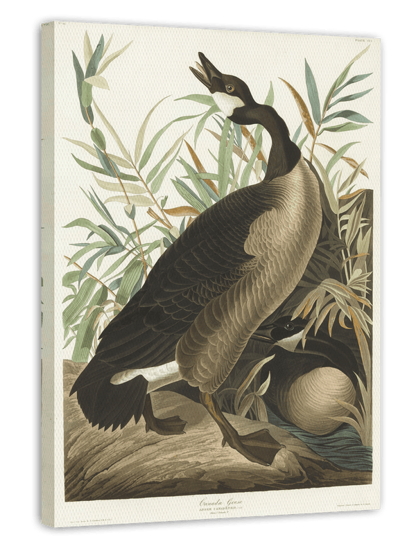 John James Audubon - Brütende Enten