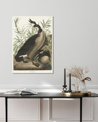 After Hover: John James Audubon - Brütende Enten