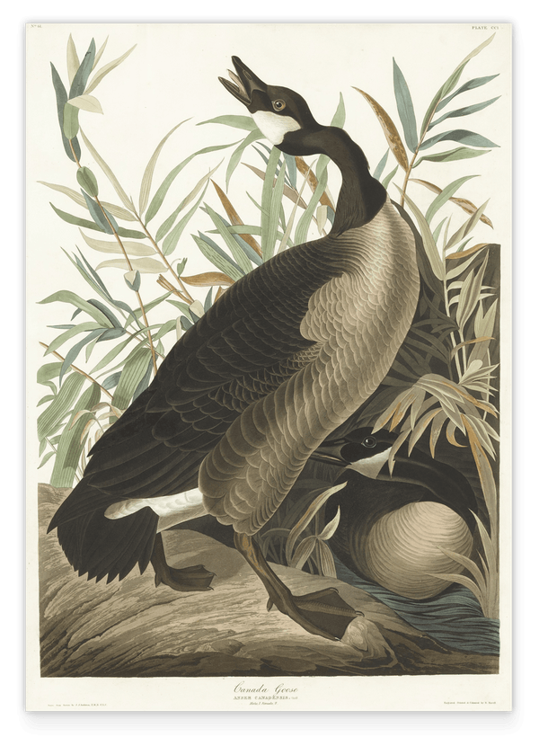 John James Audubon - Brütende Enten