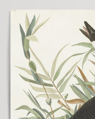 After Hover: John James Audubon - Brütende Enten