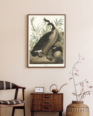 After Hover: John James Audubon - Brütende Enten