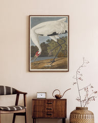 After Hover: John James Audubon - Storch auf Nahrungssuche