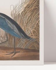 After Hover: John James Audubon - Wasservögel am See