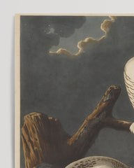 After Hover: John James Audubon - Weiße Eulen bei Nacht