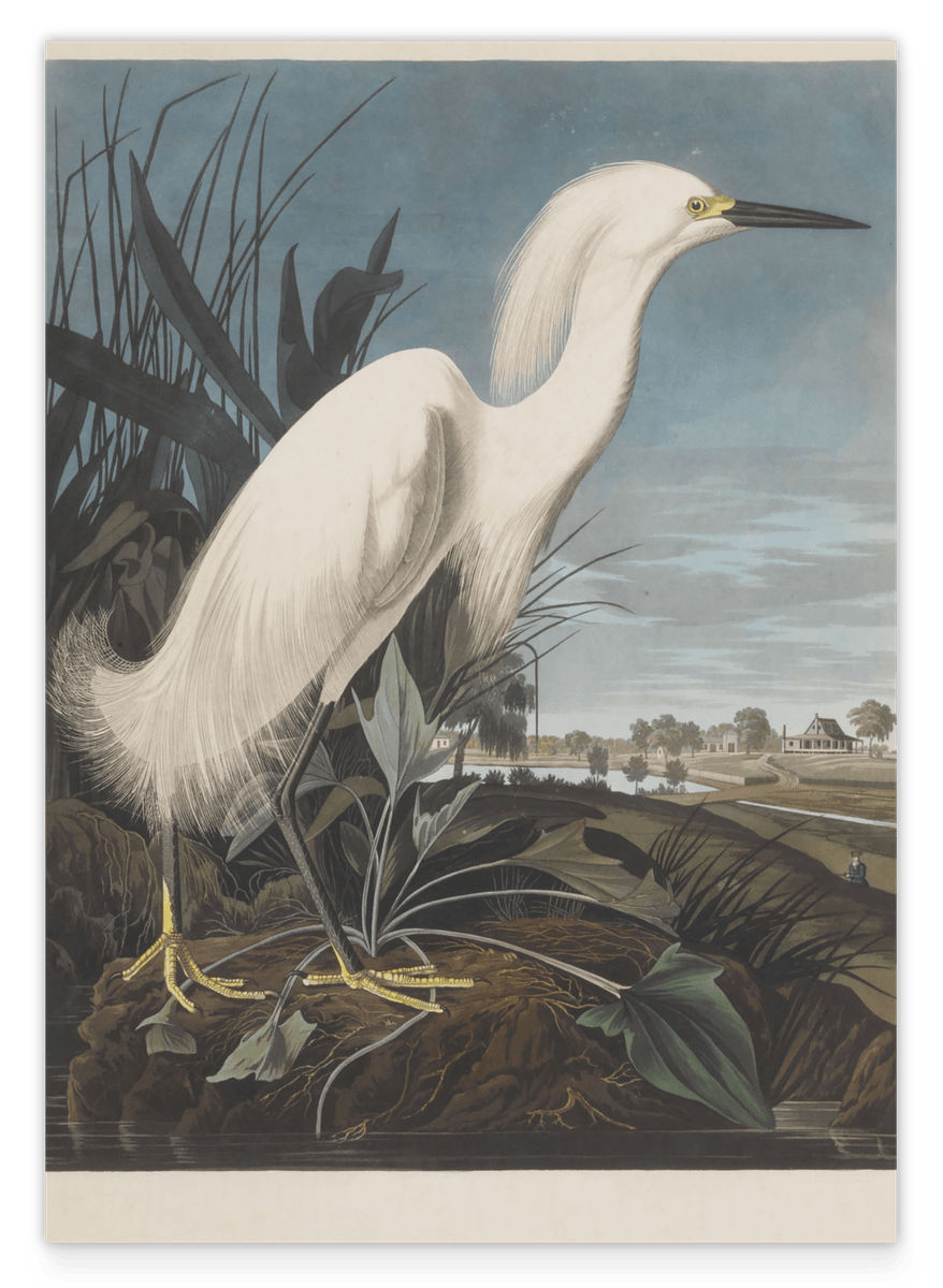 John James Audubon - Weißer Vogel am Teich