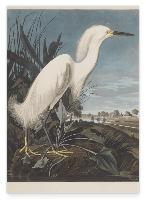 John James Audubon - Weißer Vogel am Teich