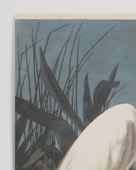 After Hover: John James Audubon - Weißer Vogel am Teich