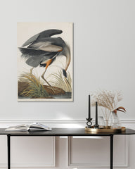 After Hover: John James Audubon - Kranich auf Futtersuche