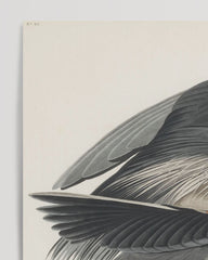 After Hover: John James Audubon - Kranich auf Futtersuche