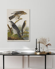 After Hover: John James Audubon - Drei Greifvogelarten