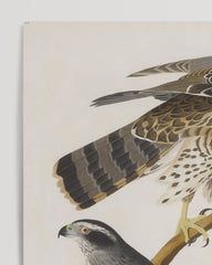 After Hover: John James Audubon - Drei Greifvogelarten