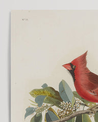 After Hover: John James Audubon - Bunte Vögel auf Ästen