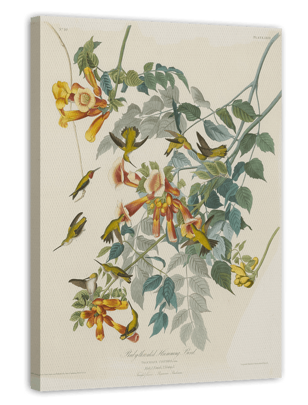 John James Audubon - Kolibris auf Nektarsuche