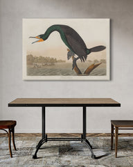 After Hover: John James Audubon - Smaragdgrüner Wasservogel