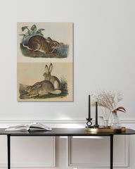 After Hover: John James Audubon - Kaninchen in der Wildnis