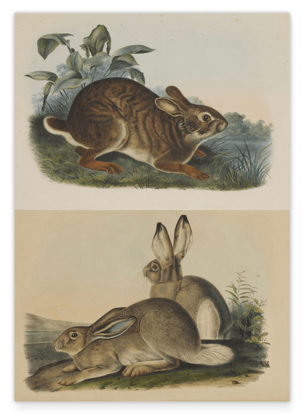 John James Audubon - Kaninchen in der Wildnis