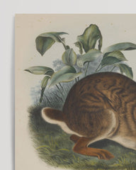 After Hover: John James Audubon - Kaninchen in der Wildnis
