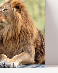 After Hover: Löwen-Paar