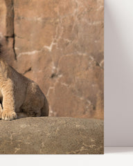 After Hover: Löwe mit Löwen-Baby