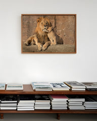 After Hover: Löwe mit Löwen-Baby