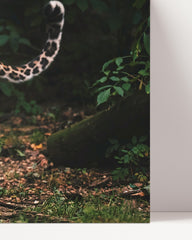 After Hover: Leopard in der Wildnis