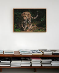 After Hover: Leopard in der Wildnis