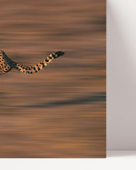 After Hover: Rennender Gepard