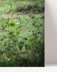 After Hover: Leopard im Regenwald