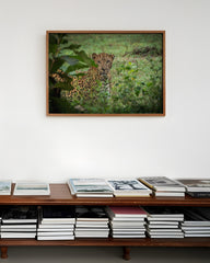 After Hover: Leopard im Regenwald